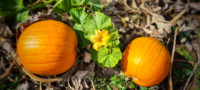 Pumpkins growing in a field