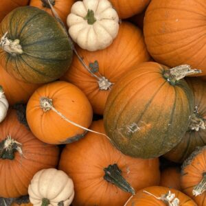 Pumpkin Picking – General Entry