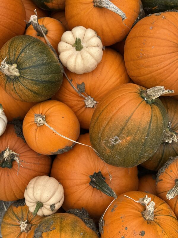 Pumpkin Picking – General Entry